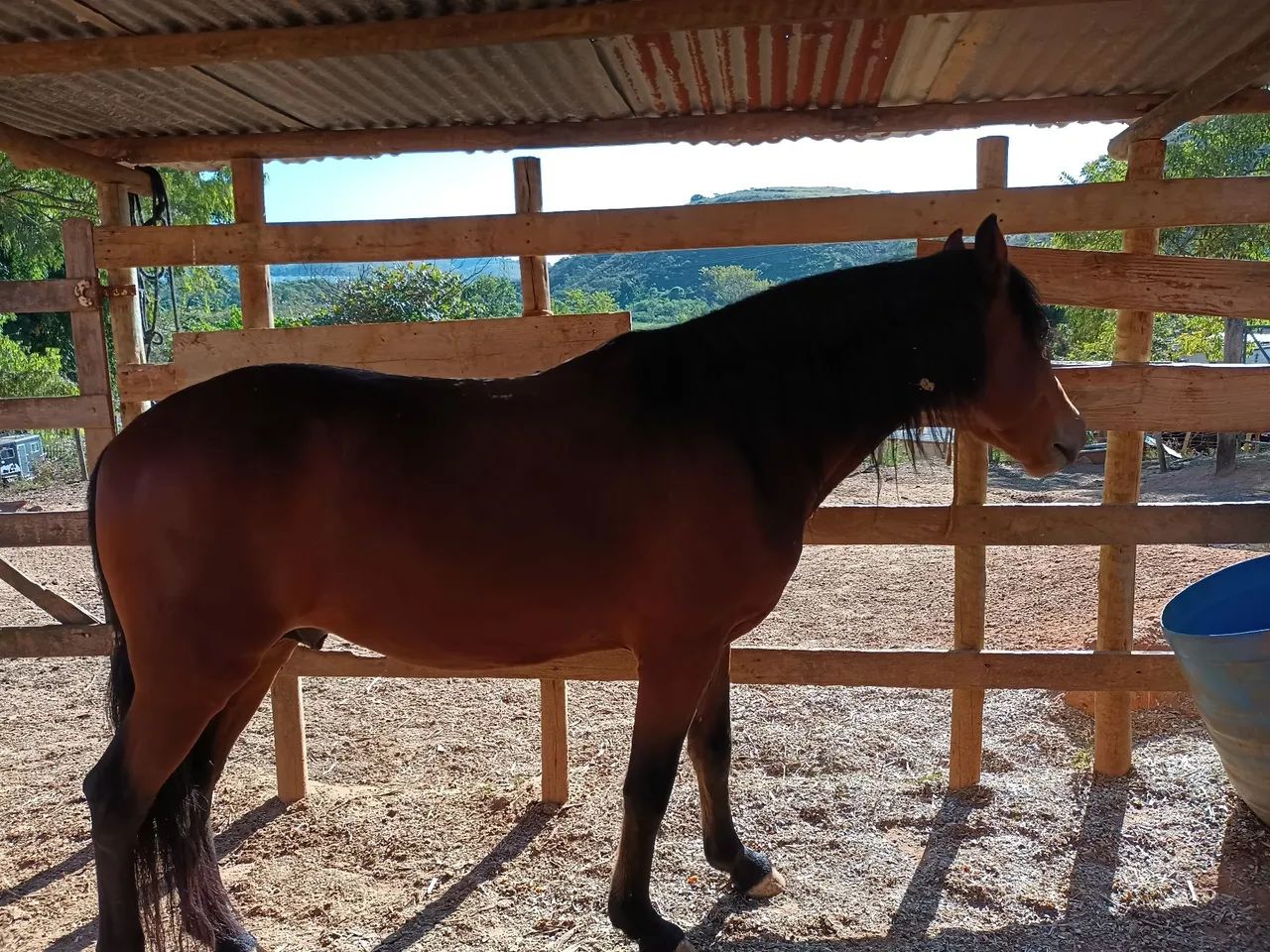 Cavalo Mangalarga Machador  - Foto 2