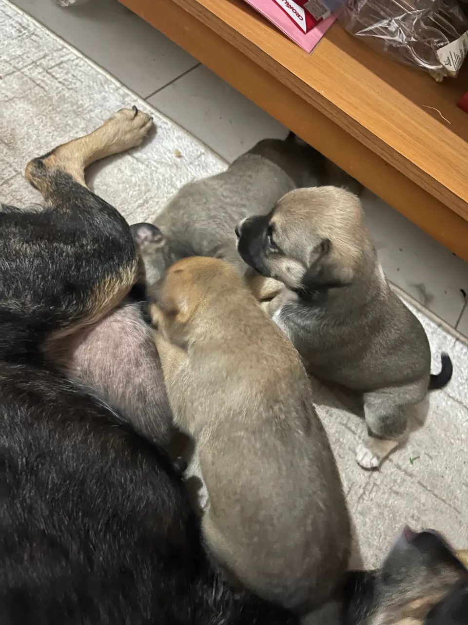 3 fêmeas para doação  - Foto 4