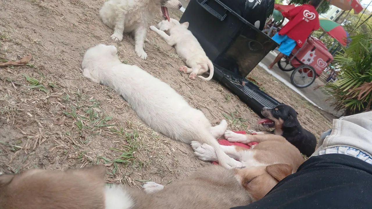 Adoção responsável  - Foto 4