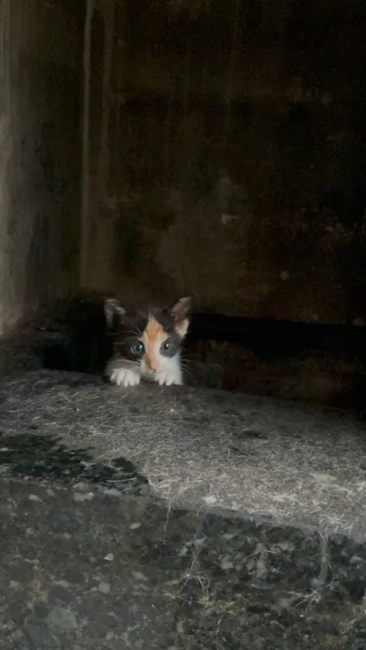 Gatinha - Foto 3