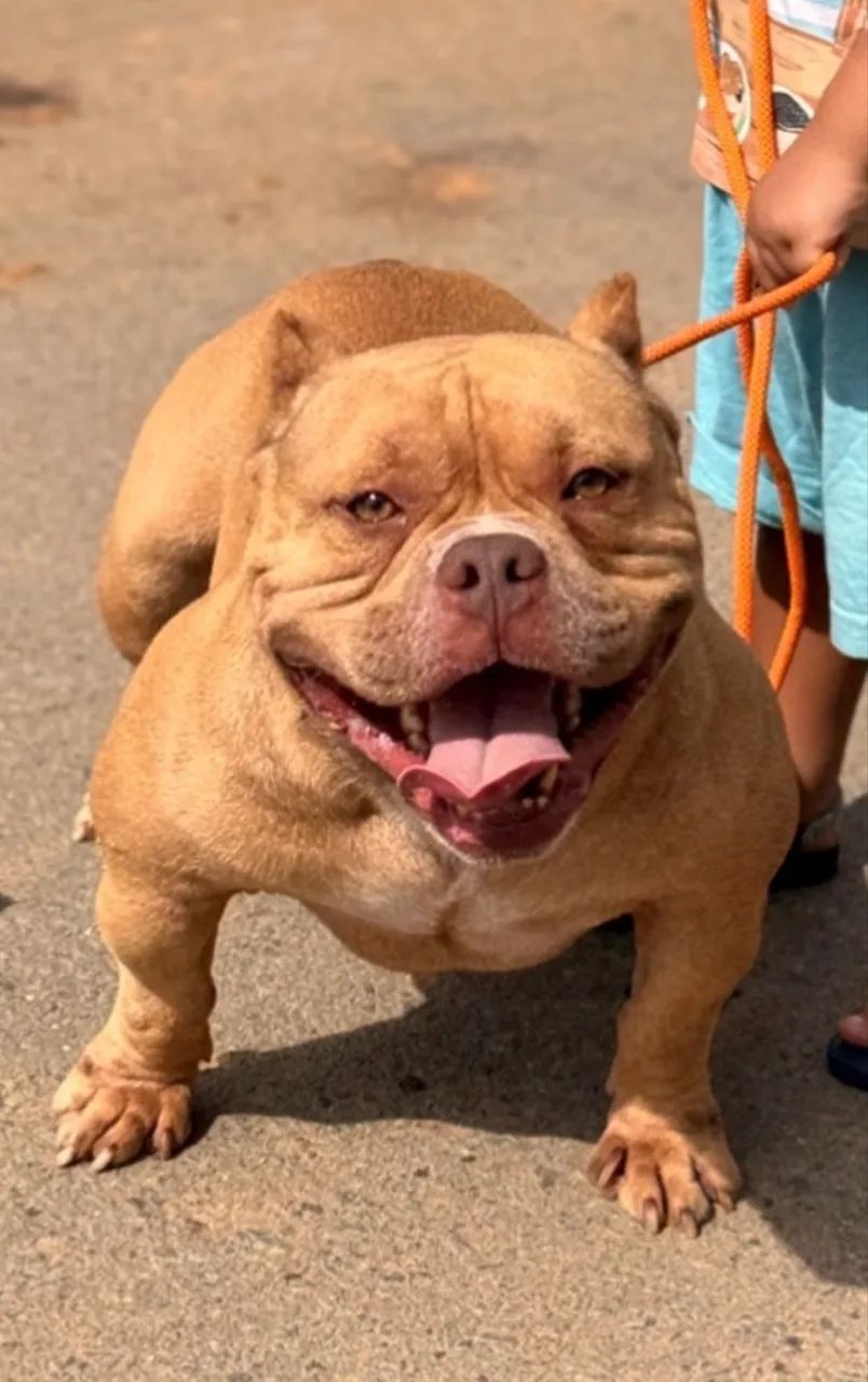 Macho American Bully Micro  - Foto 4