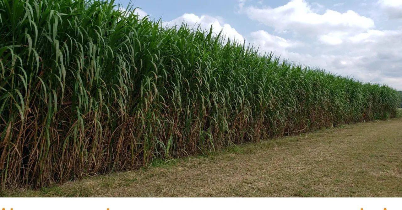 Silagem de capim Açu  - Foto 2