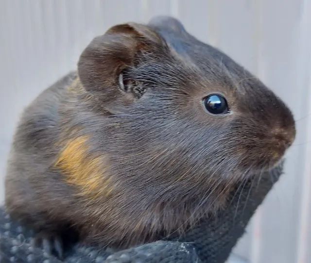 Porquinhos da índia - Anápolis  - Foto 4