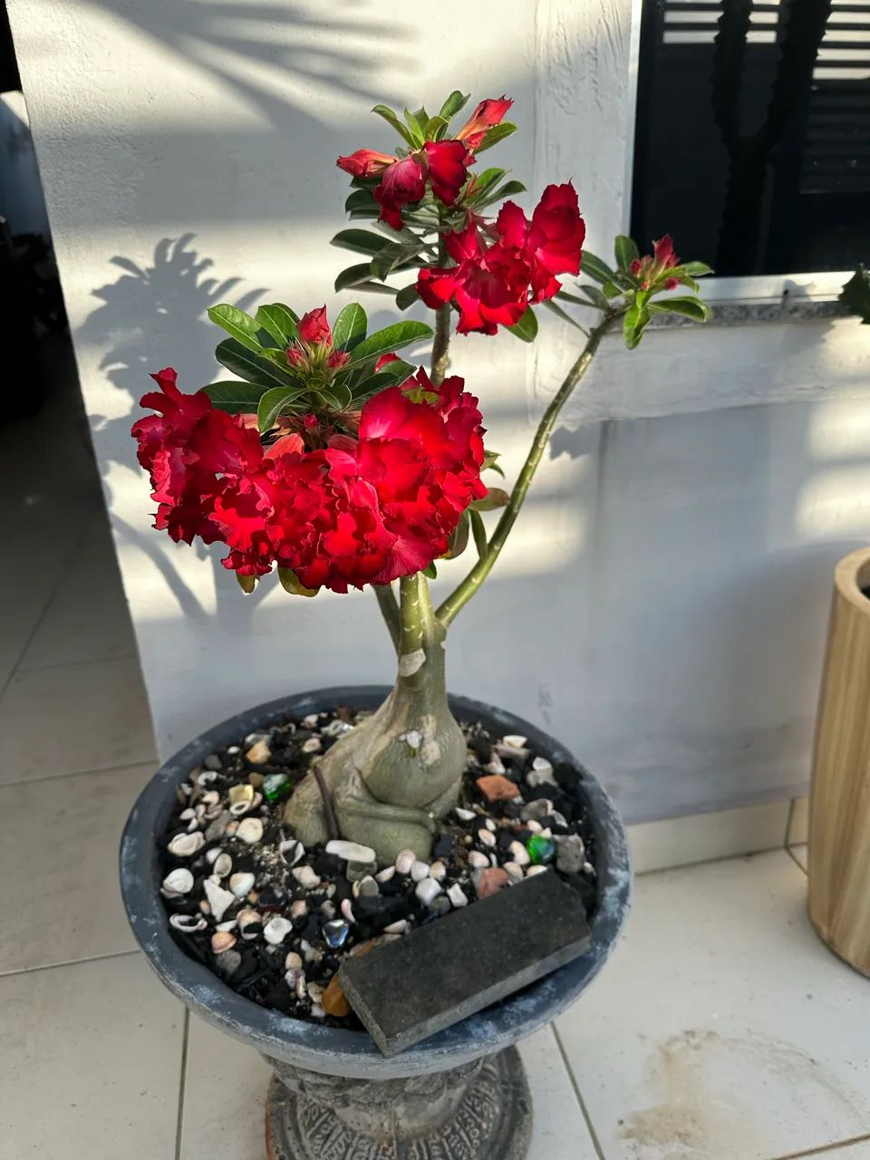 Venda Rosa do Deserto   - Foto 5