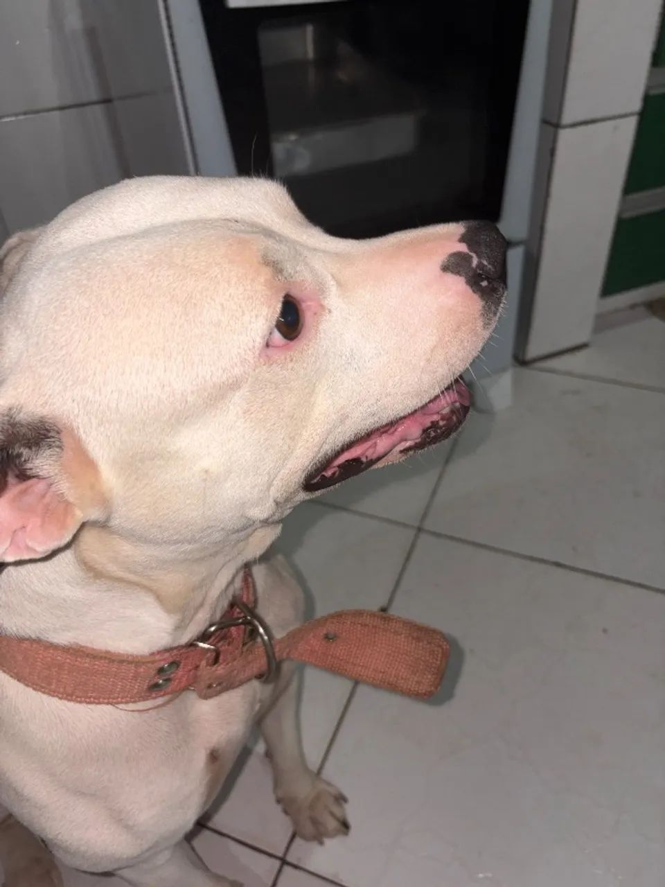 Adoção de pet - Pitbull  - Foto 4