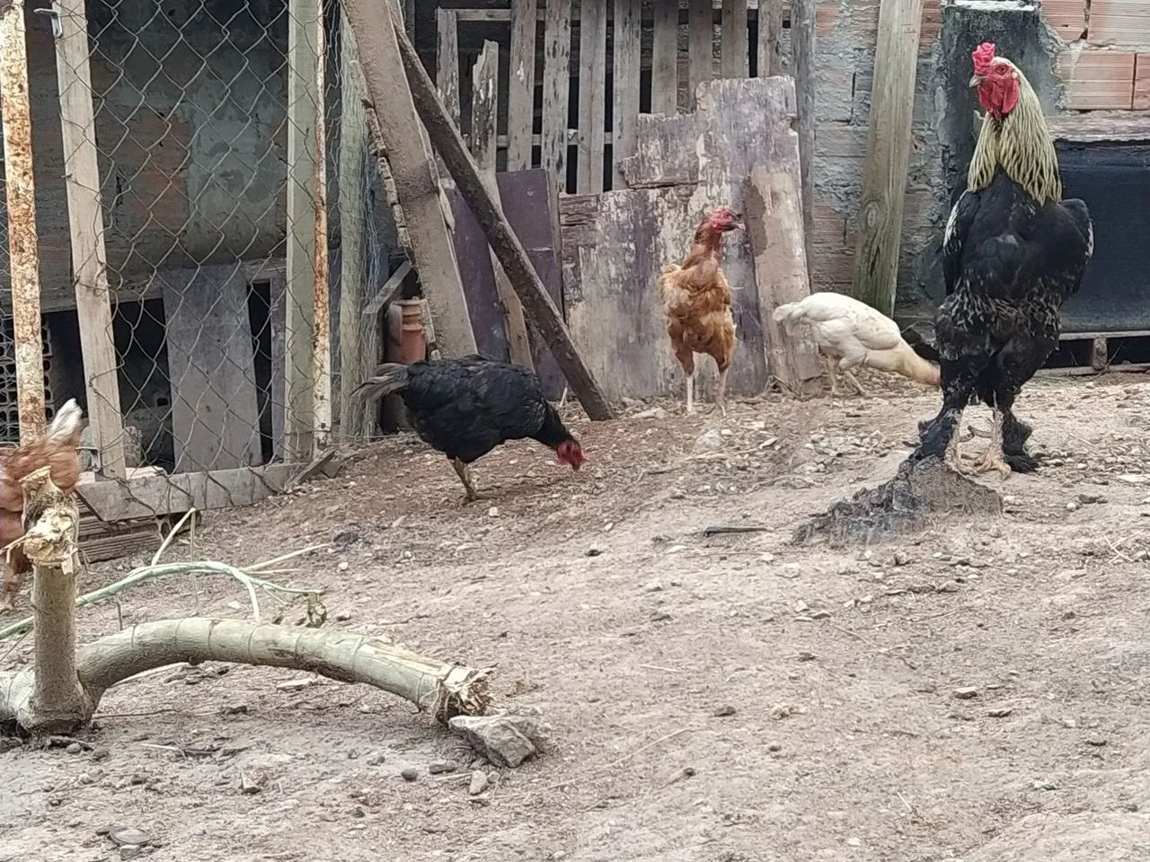 Galinhas - Foto 4