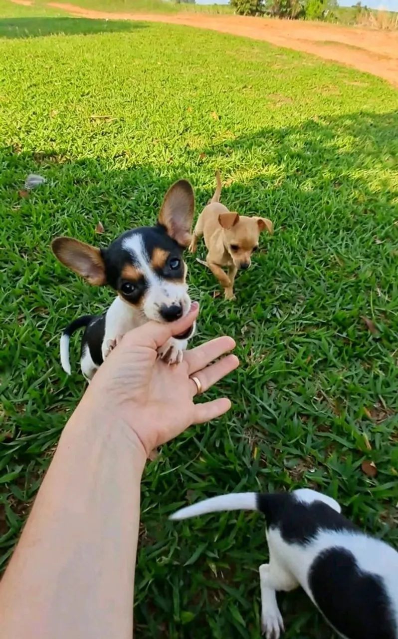 Pinscher