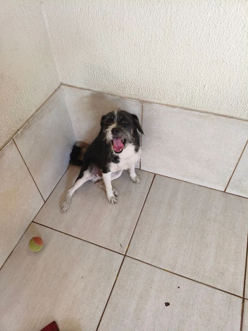 Adoção cachorro  - Foto 4
