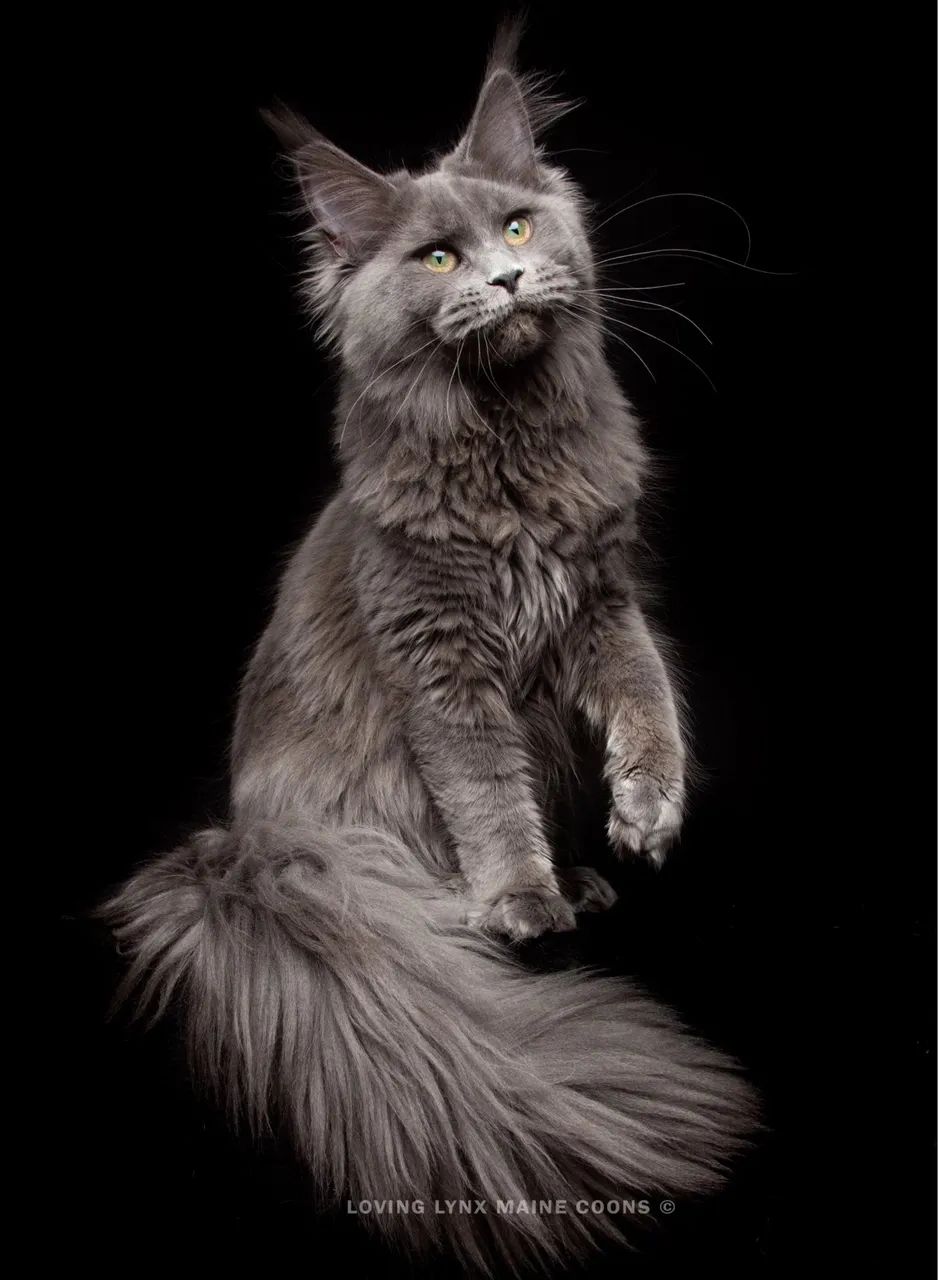 Maine coon