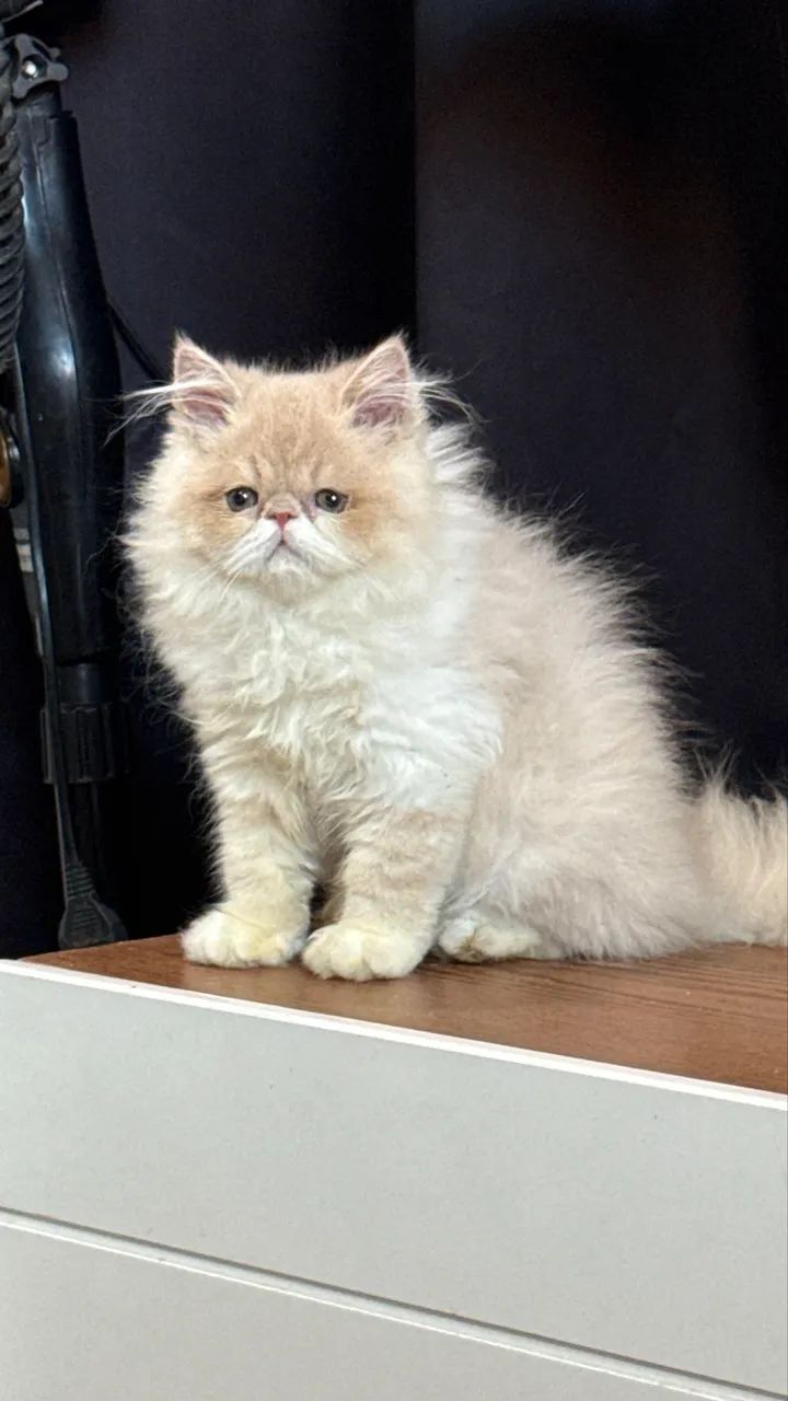 Gatos persas padrão perfeito com pedigree 