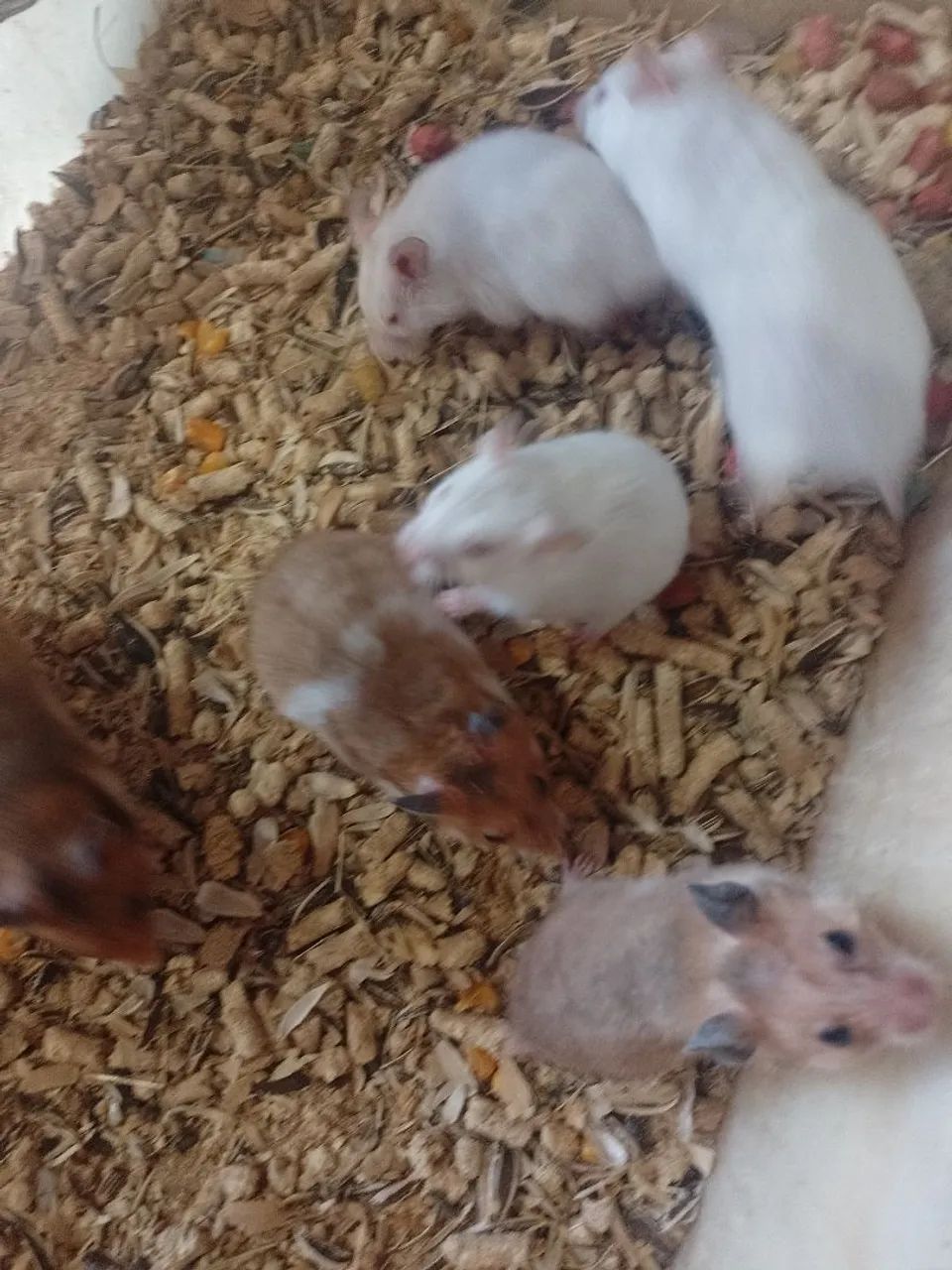 HAMSTER