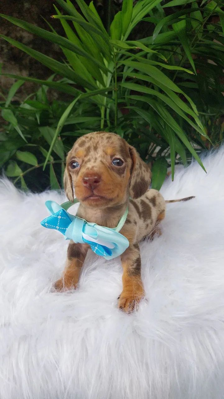 Dauschund mini - Foto 2