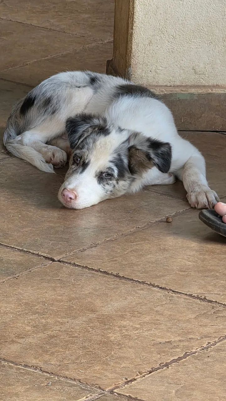 Border collie macho disponível  - Foto 3