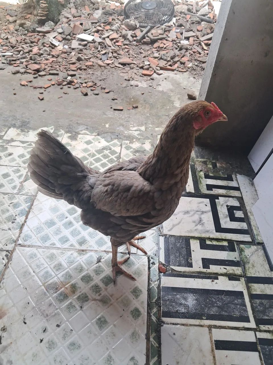 Galinha caipira  - Foto 4