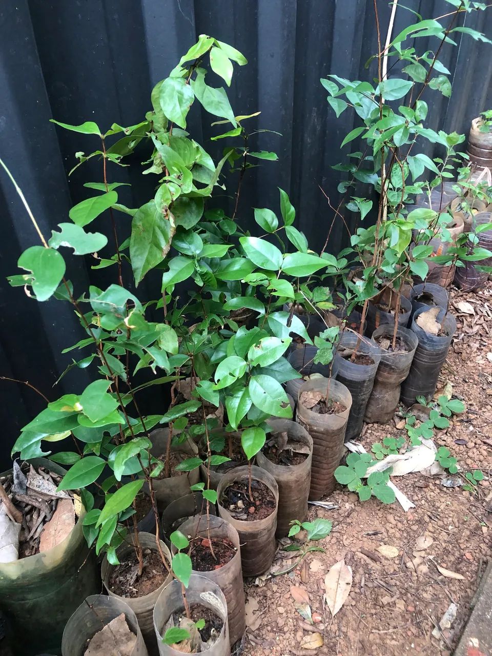 Mudas de pitanga - Foto 3