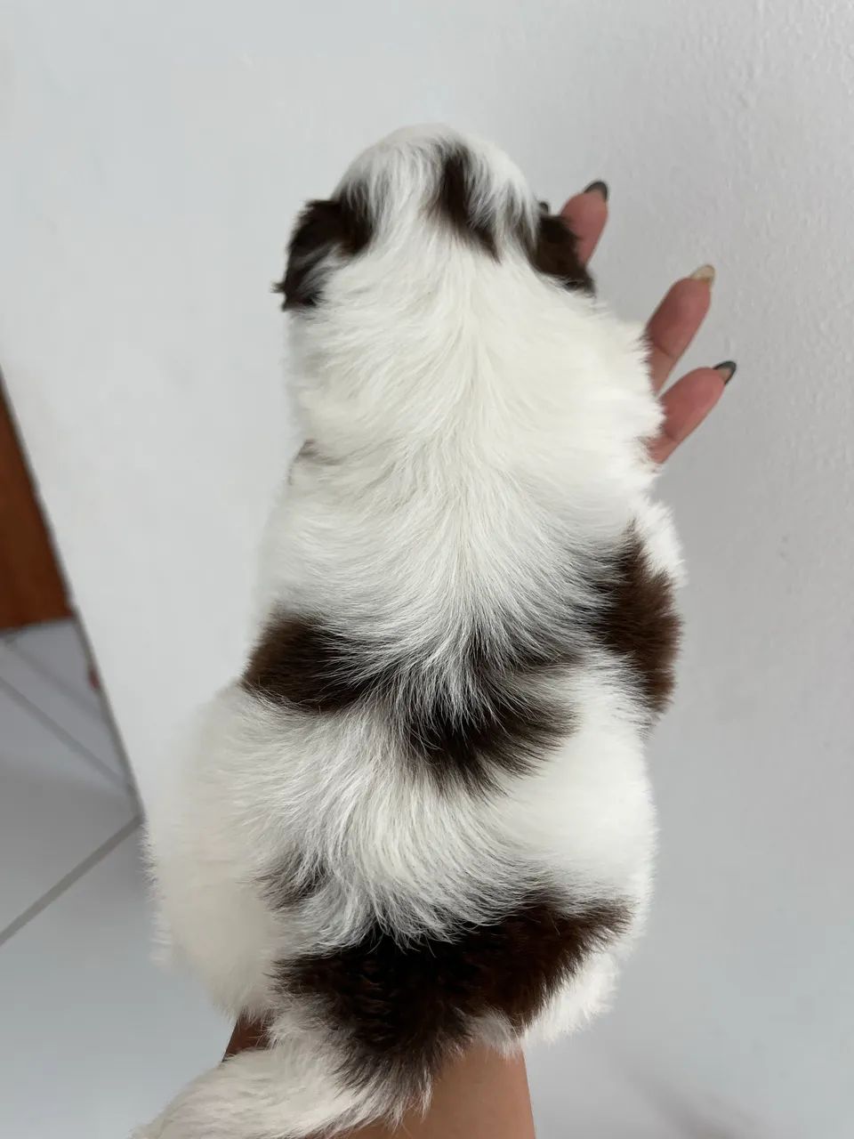 Shih tzu macho - Foto 3