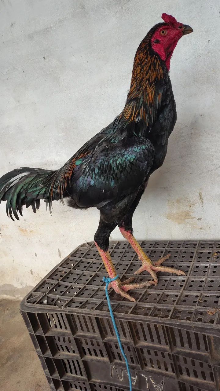 Vendo frango carioca  - Foto 2