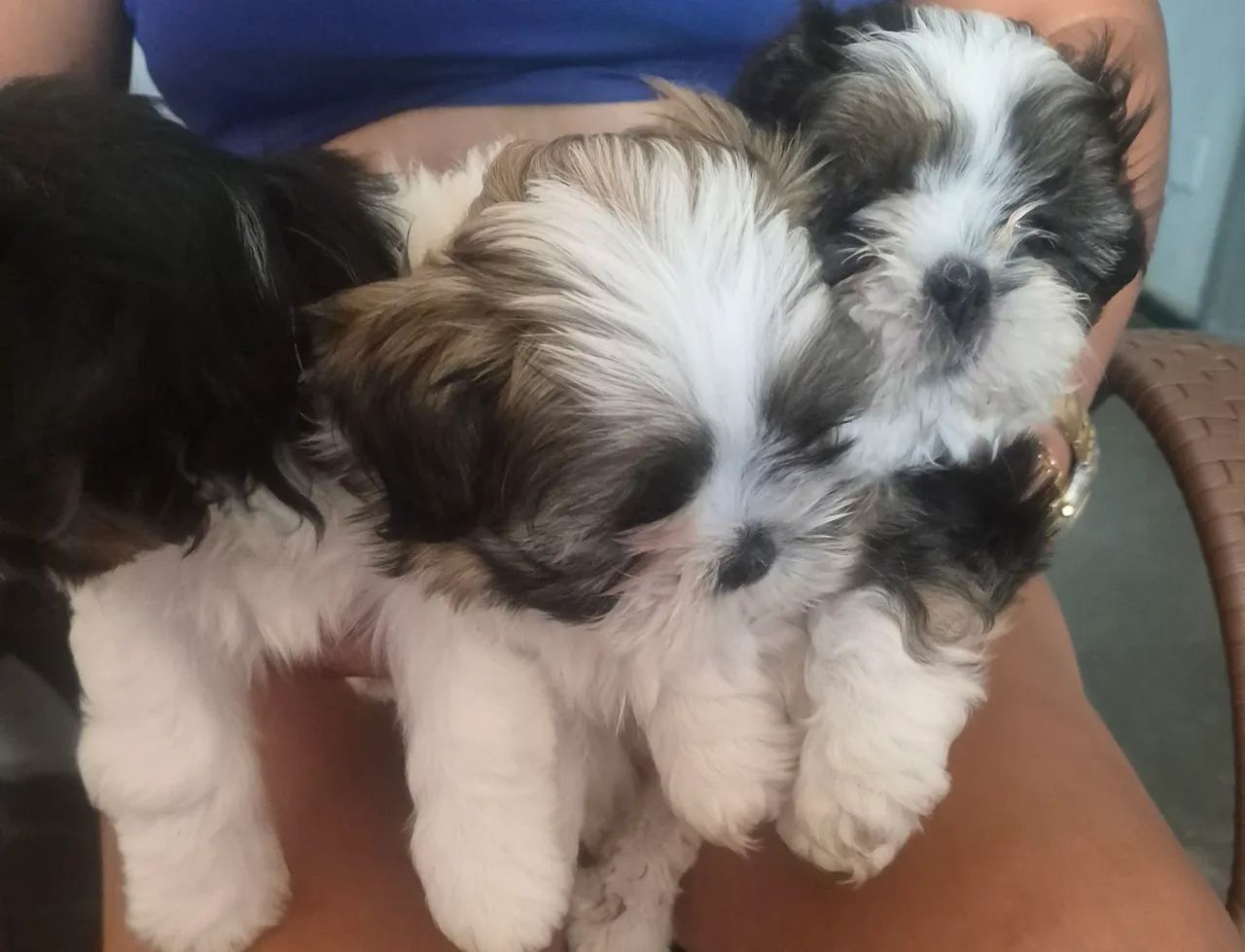 Shih-tzu - Foto 2