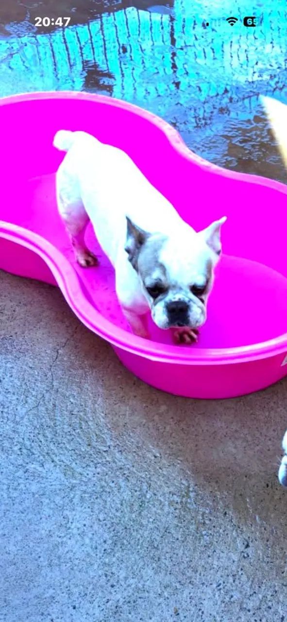 Buldog francês fêmea. 