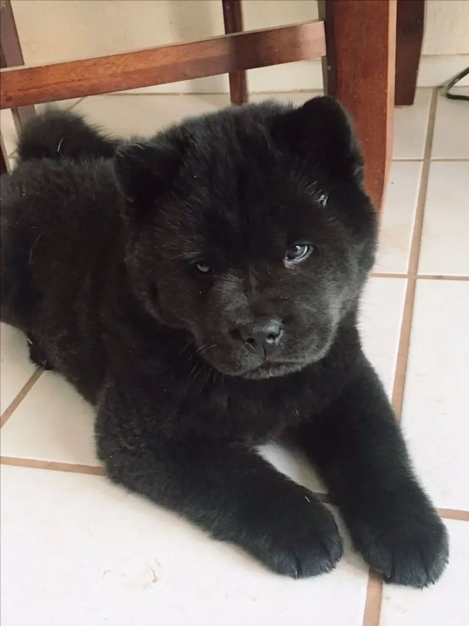 700$ raça chowchow fêmea 3 meses  - Foto 2