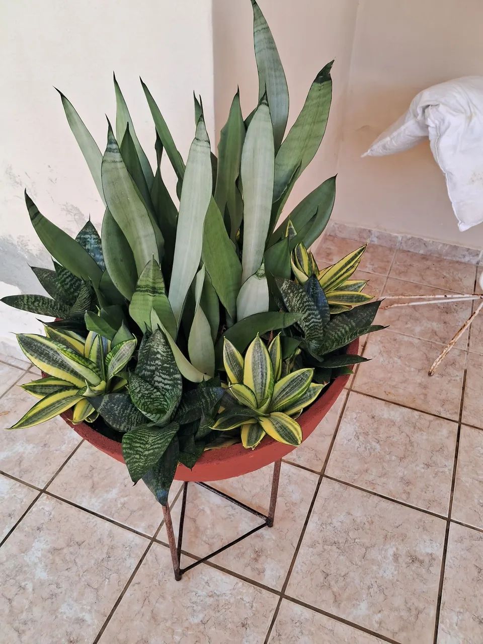 Jardim 