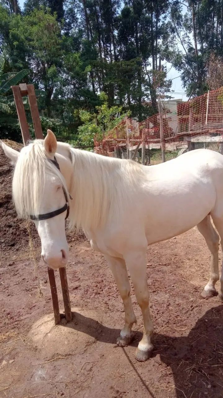 Cavalo 