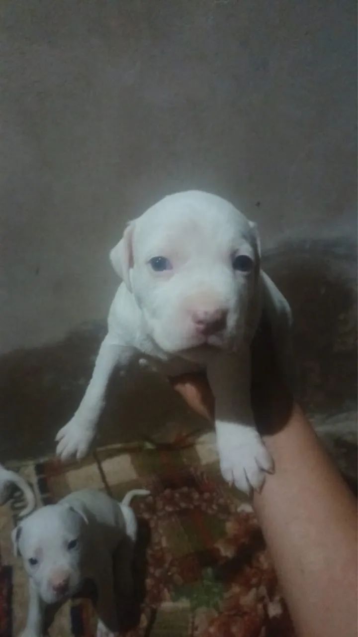 Vende-se pit bull - Foto 5