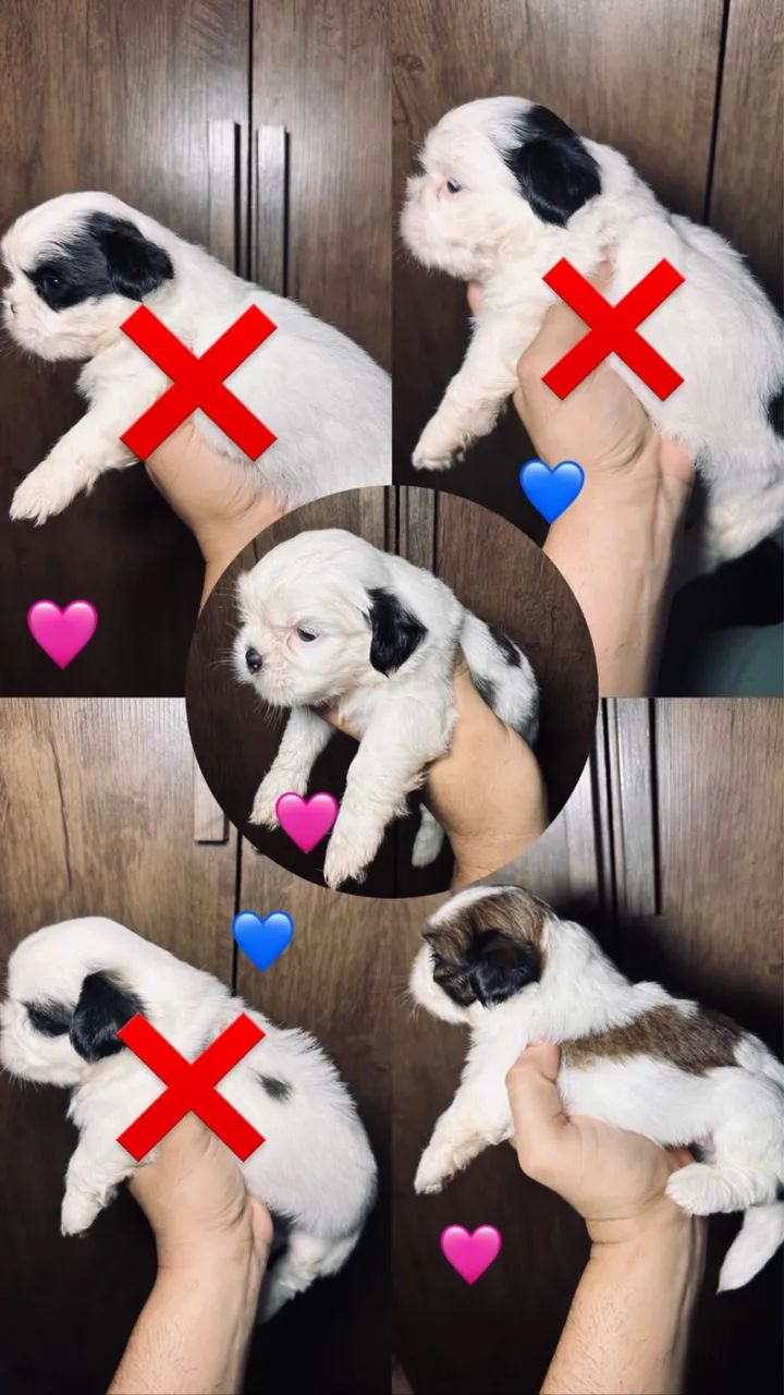 Shihtzu  - Foto 4