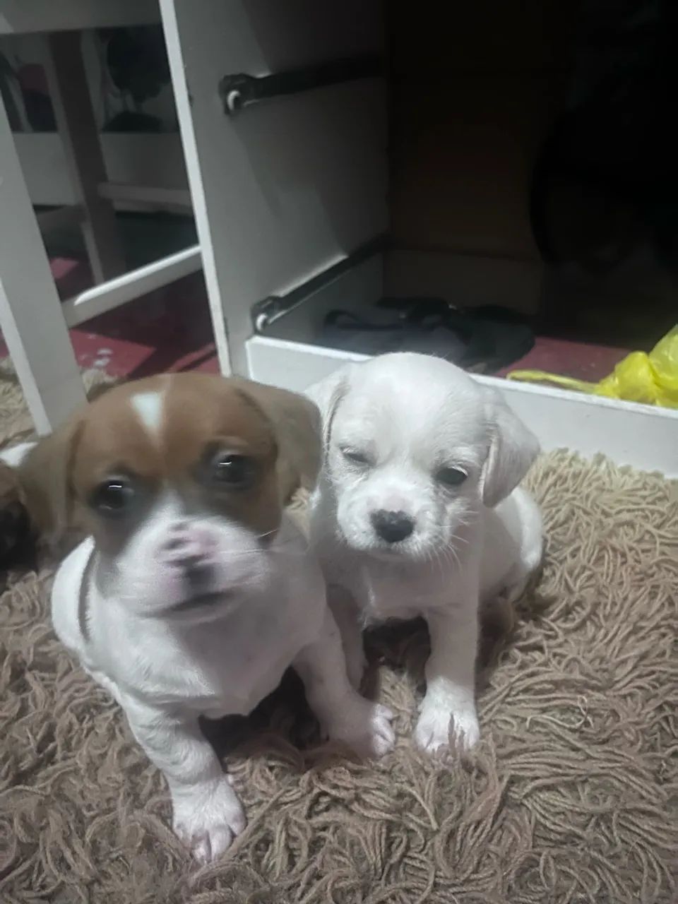 cachorrinhos pra doação ?