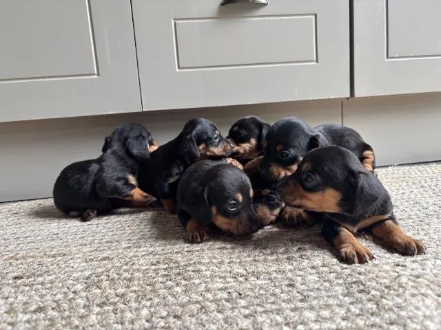 Cachorro - Foto 2
