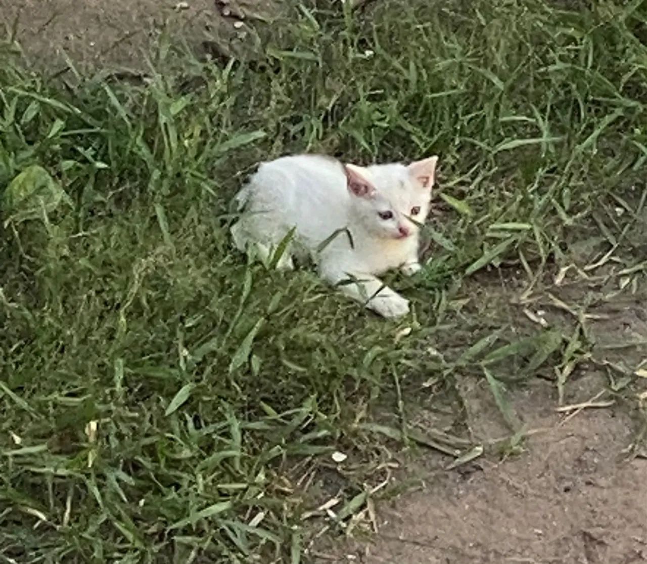 Doação gatinhos - Foto 2