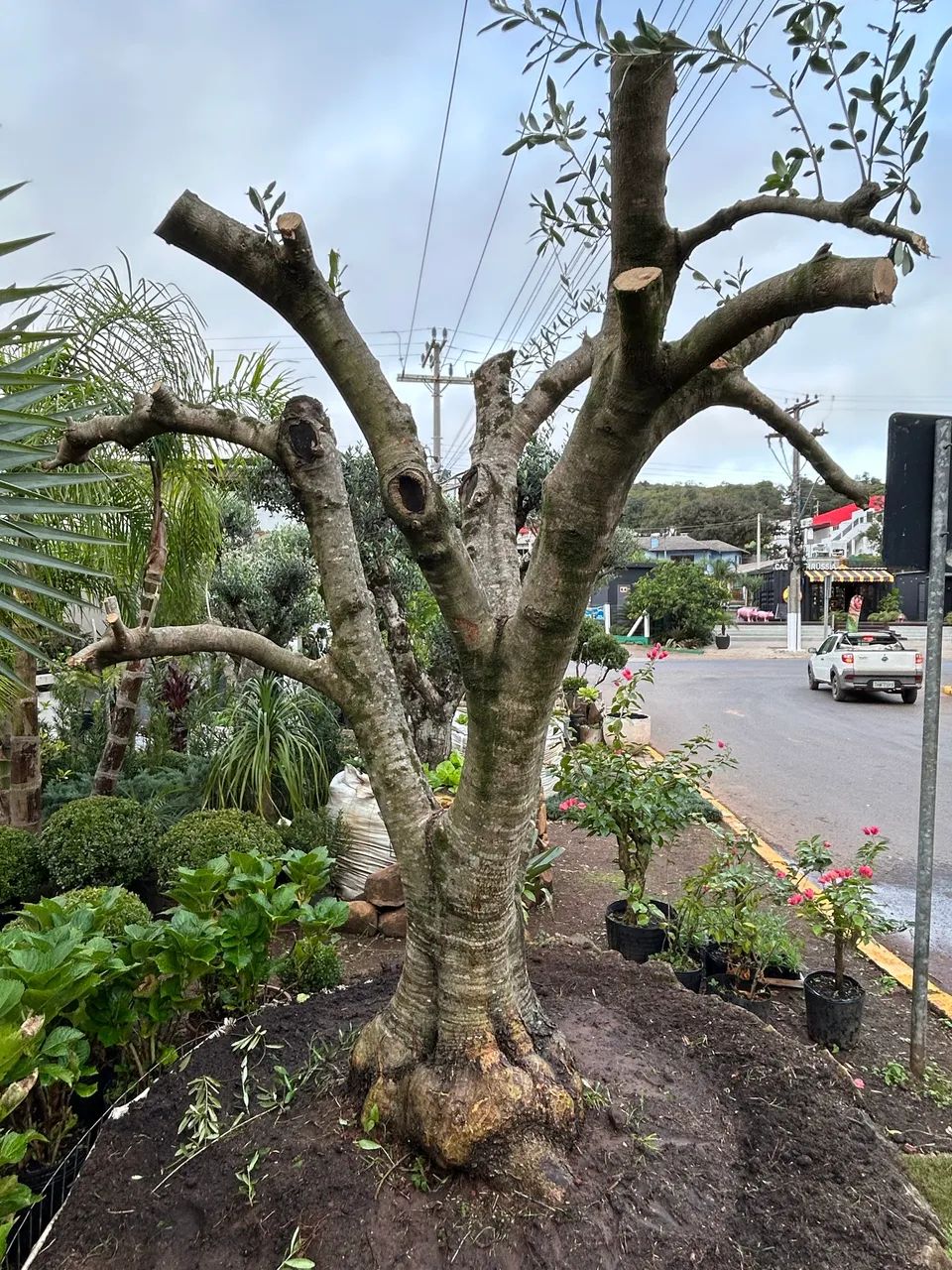Oliveiras para jardim - Jardinagem e Plantas - Osório 1502671728 | OLX