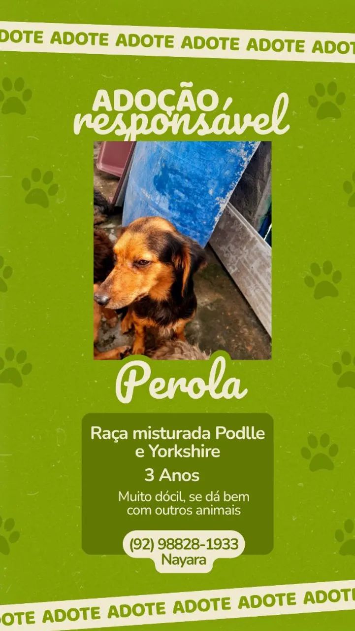 Doação de Cachorros 