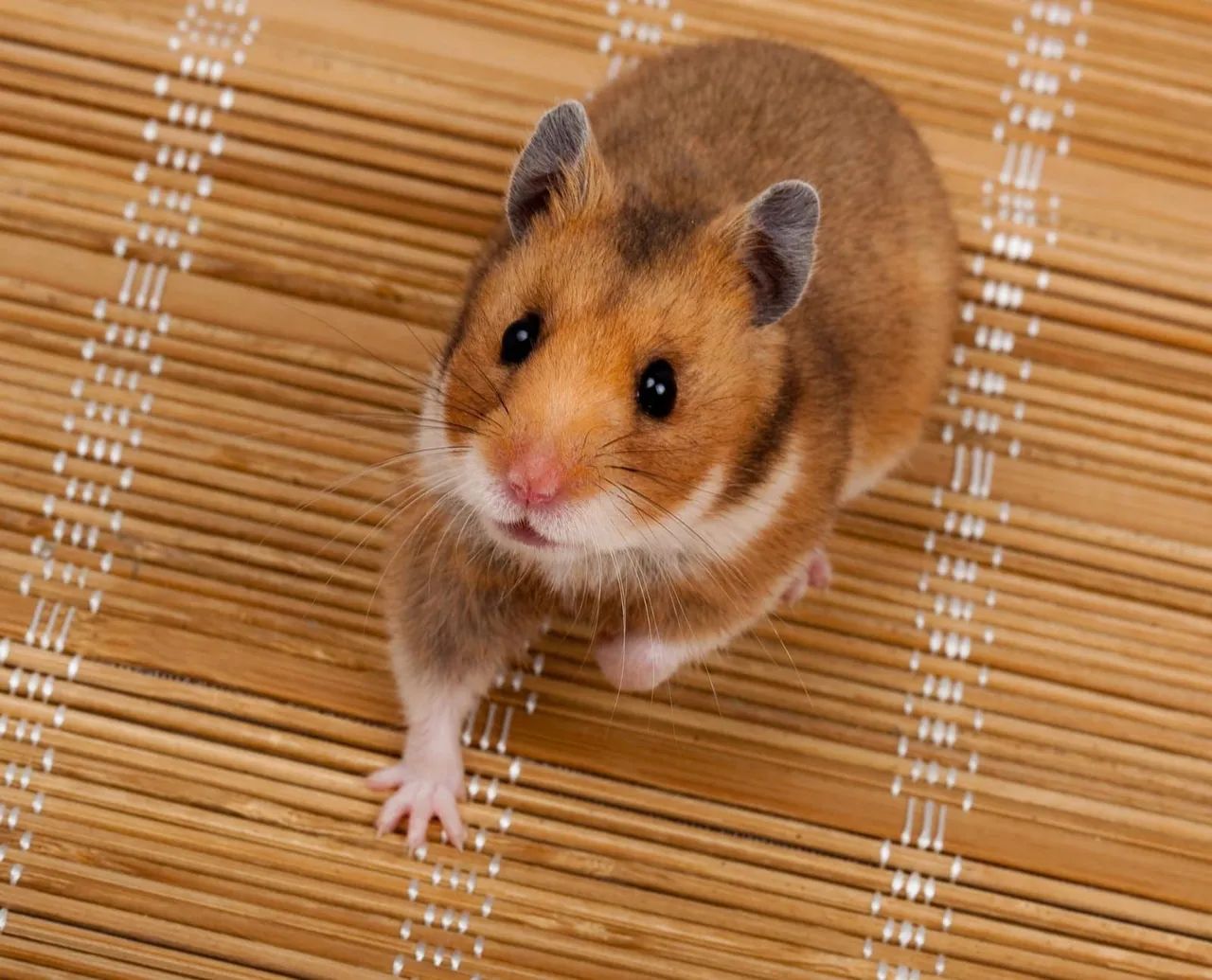 Hamsters  - Foto 4