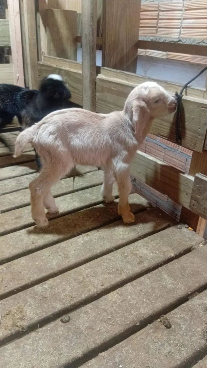 Bodinho 