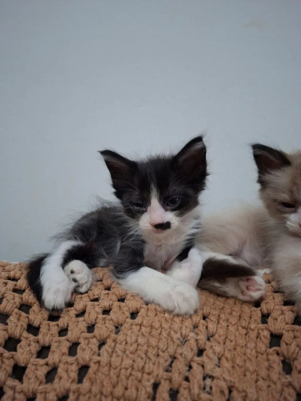 GATINHO PARA DOAÇÃO  - Foto 3