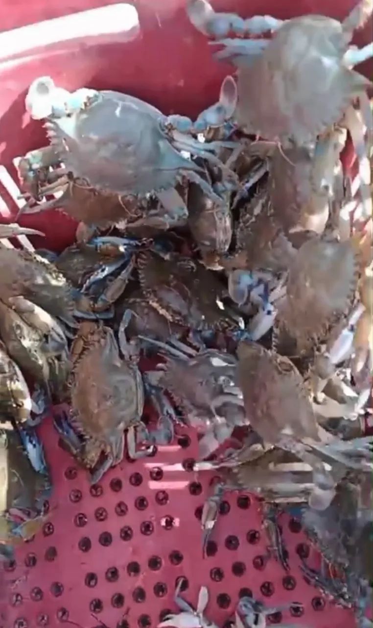 Vendo Siri de coral por unidade a partir de 20 unidades