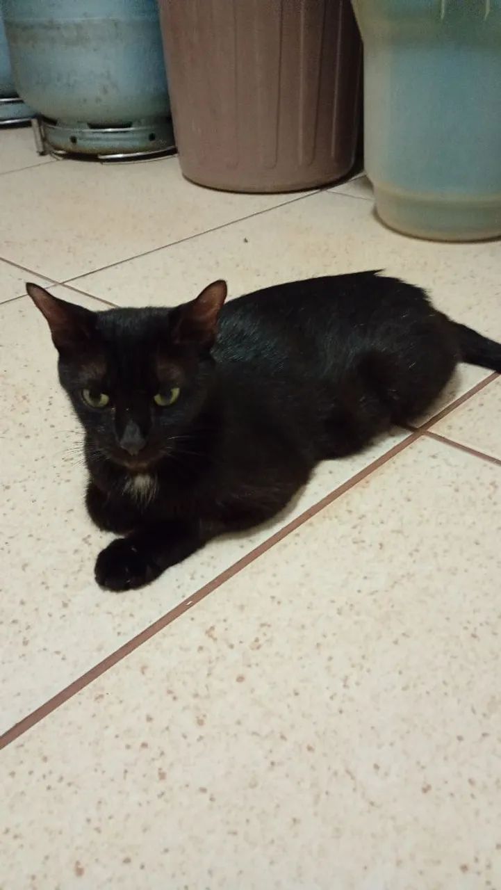 Doa-se gata castrada  - Foto 5