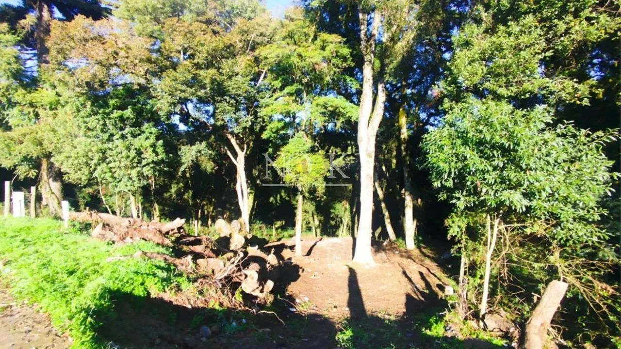 Terreno em Canela - Foto 4