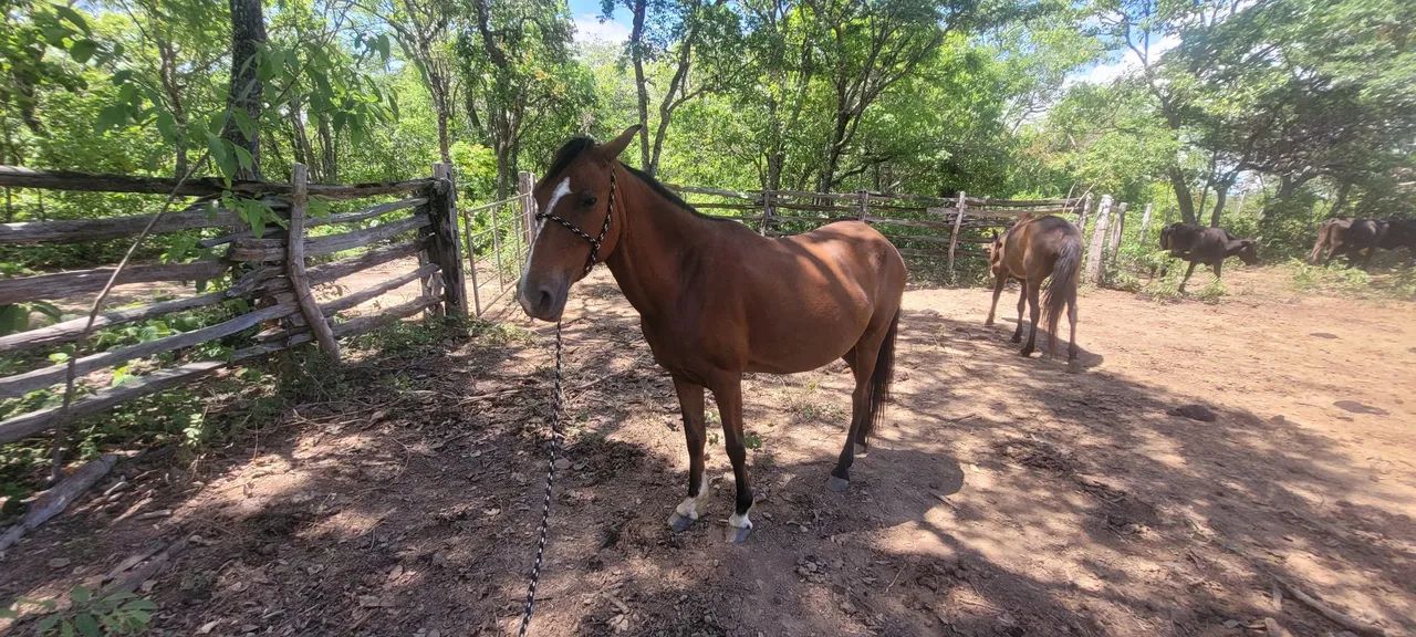 Vende-se égua muito mansa está preia de um cavalo muito bom a égua tem viageiro