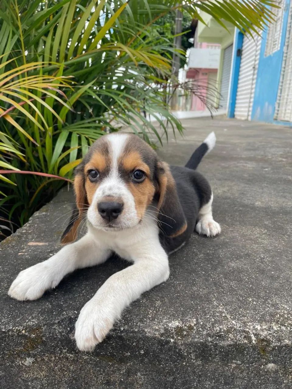 Cachorro beagle macho - Foto 2