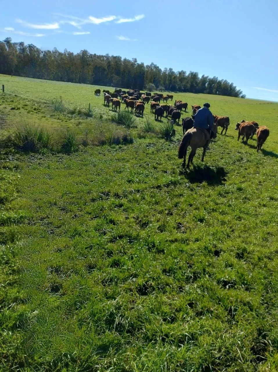 .Estância 121 hectares à venda em Seival RS, soja,arroz e pecuária - Foto 10