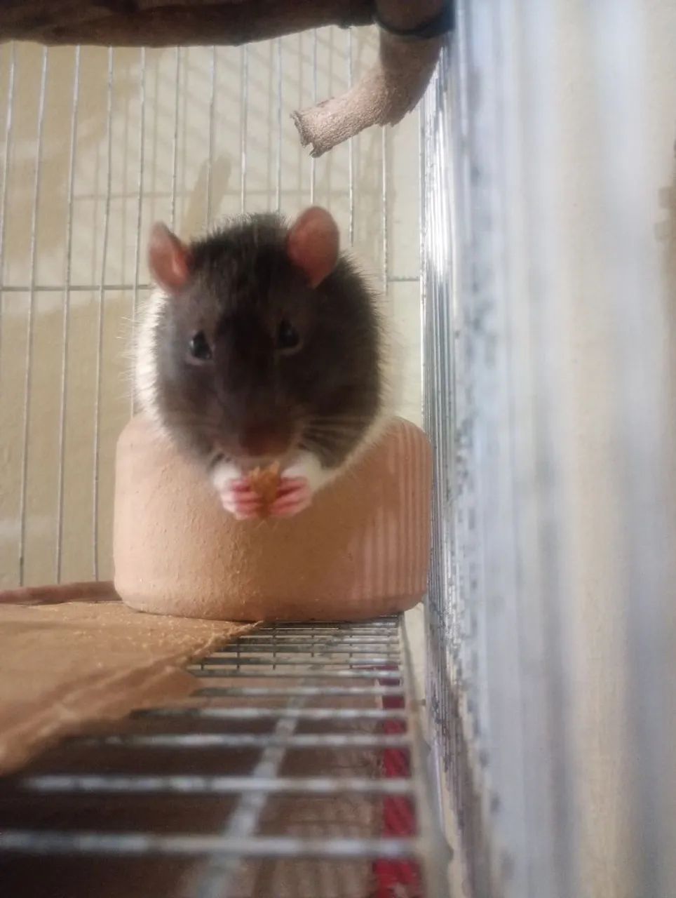 Rato de Laboratório Mercol Standard Twister Hamster  - Foto 2