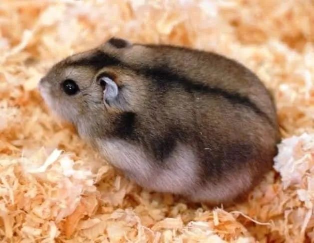 Hamsters 
