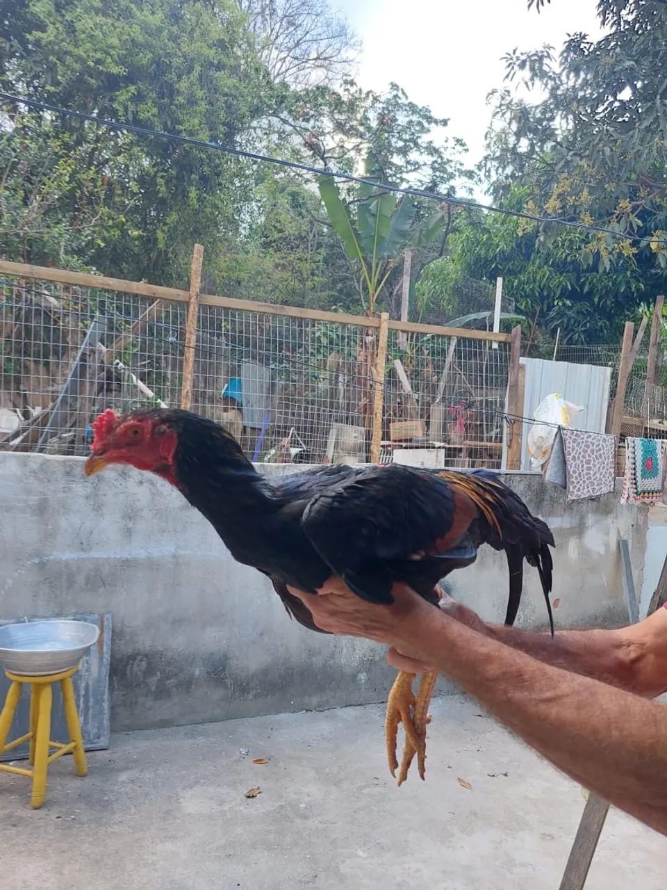 Galo  - Foto 2