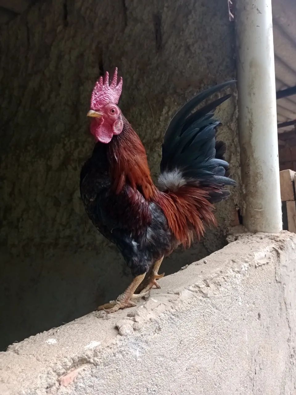 Galo serama - Foto 3