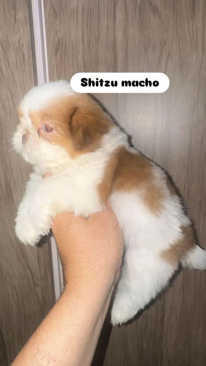 Shitzu  - Foto 3
