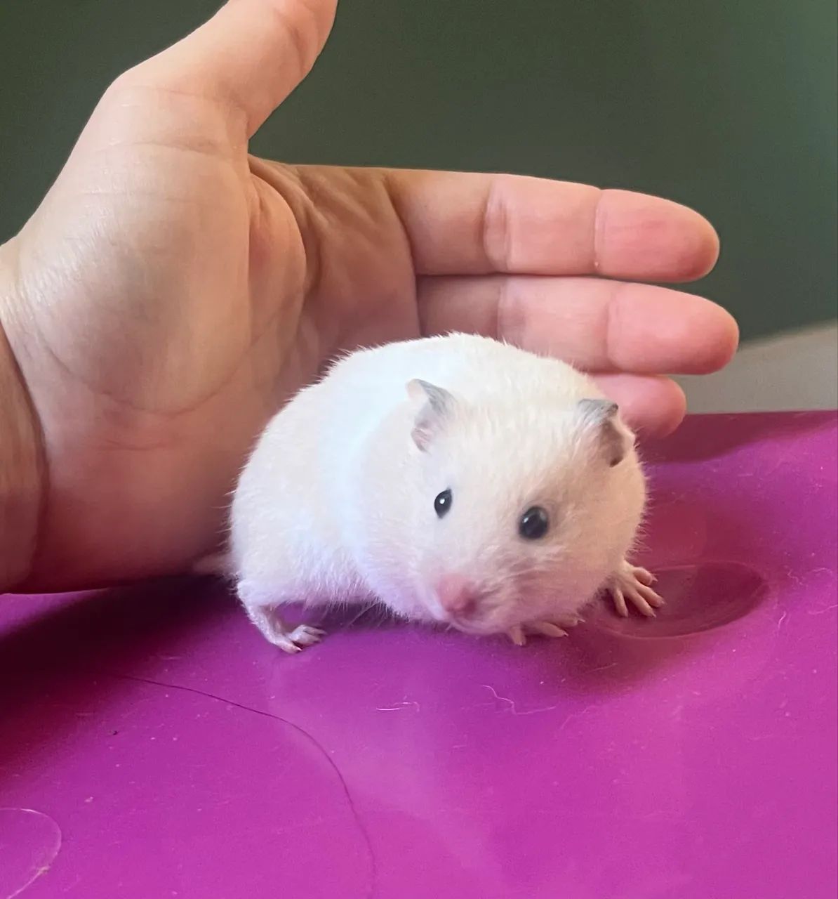 Hamster para adoção   - Foto 2