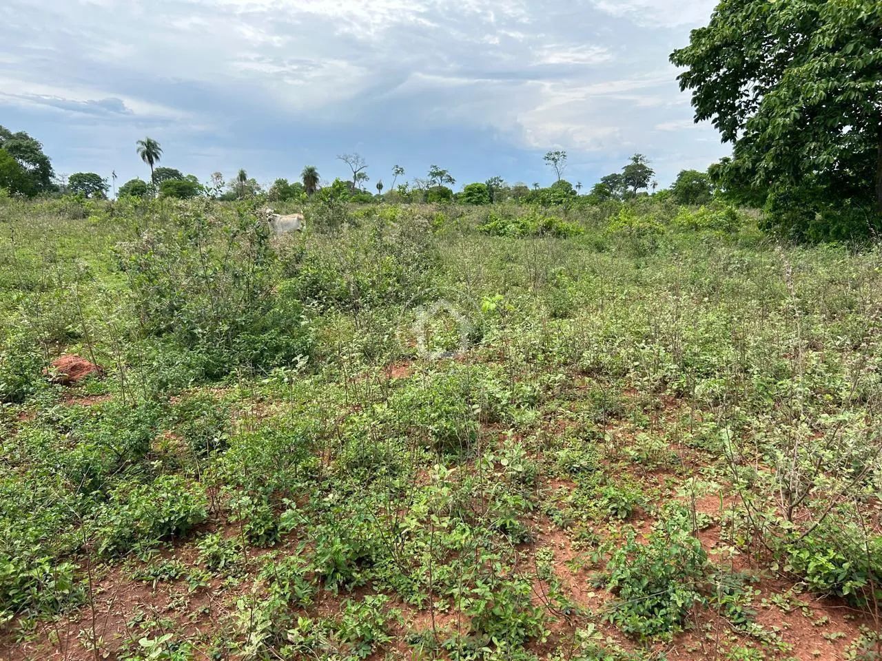 FAZENDA PARA CRIAÇÃO DE GADO -117 HA - ROCHEDO/MS - Foto 5