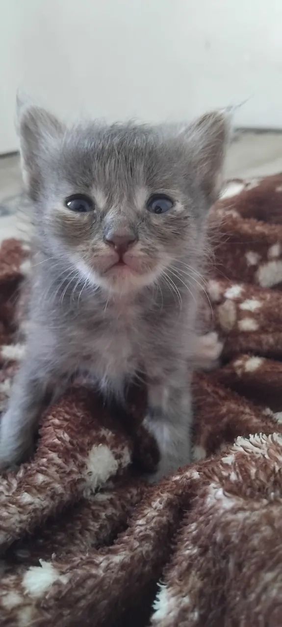Gatinhas para adoção  - Foto 4